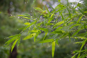 drop