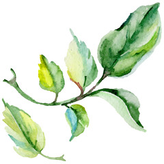 Wildflower rosa flower in a watercolor style isolated. Full name of the plant: rosa. Aquarelle wild flower for background, texture, wrapper pattern, frame or border.