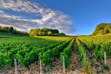 Vignoble Bourguignon à Givry dans la côte Chalonnaise.