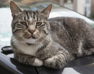 Cat resting at the hood of a car. City of Weimar Germany