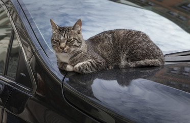Cat resting at the hood of a car. City of Weimar Germany