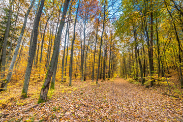 Golden trees and path with fallen leaves in the forest, autumn landscape