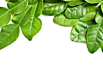leaves Bergamot  on a white background - 168706516