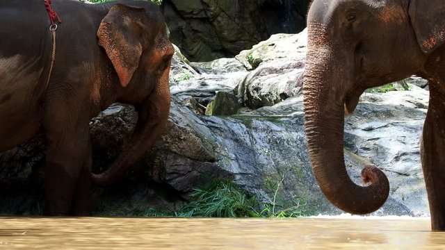An elephant eat at the waterfull