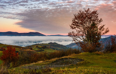 tree on a hump above  the ridge and fog