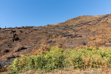 World heritage forests of Madeira terribly destroyed by fires in 2016. Some of trees have enormous will of life and survived this disaster.