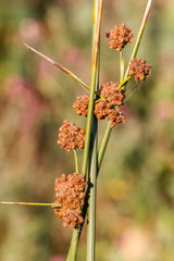 Scirpus holoschoenus. Junco agrupado. © LFRabanedo