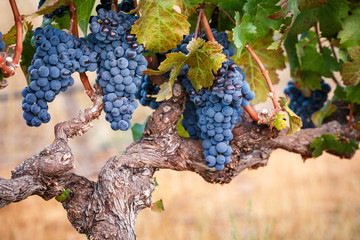 Red grapes on old vine in warm afternoon glow