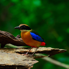 The blue-winged pitta (Pitta moluccensis).