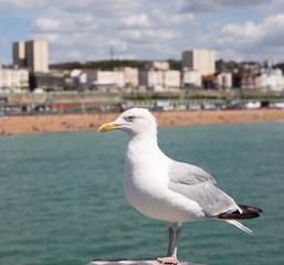 Seagull perched on a post at Brighton on the south coast of UK