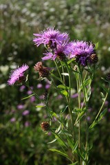 purple flowers of knapweed wild plant