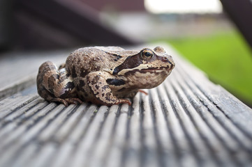 Fototapeta premium brown toad sitting on stairs of a countryhouse