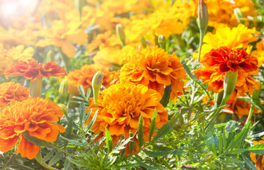 Marigolds flowers in the garden. Orange,Yellow Flower. Calendula in the park. Marigold flowers King Rama 9 Thailand.