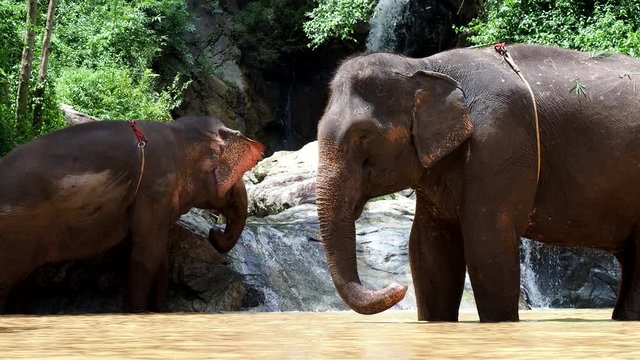 An elephant taking a bath at the waterfull