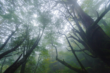 屋久島の森