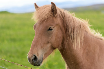 Obraz premium Icelandic Horse