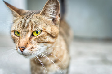 gray thin cat with yellow eyes a portrait on the street
