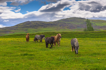 Fototapeta na wymiar Icelandic Horse