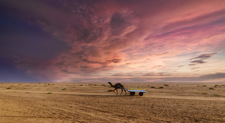 Sunset camel ride at great Rann of Kutch, Gujarat
