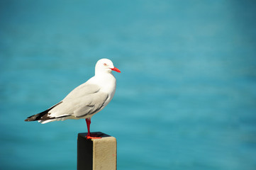 Gray and white seagull,New Zealand.
