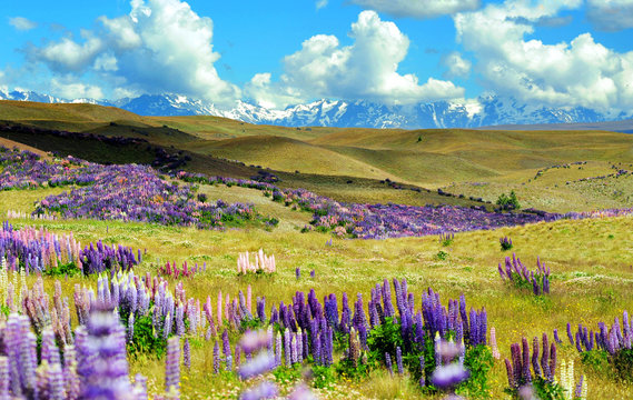 Landscape with lupin field in Tekapo,New Zealand.