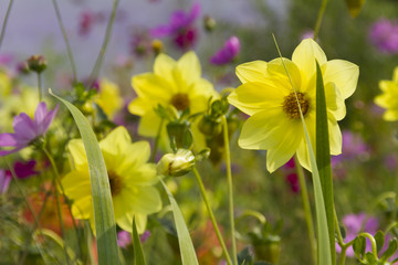 Yellow flowers beautiful