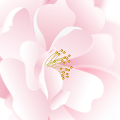 Flower rose on white background.