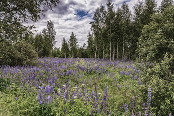 Summer flowering in a meadow among birches