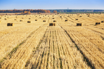 Bales of hay scattered around on field