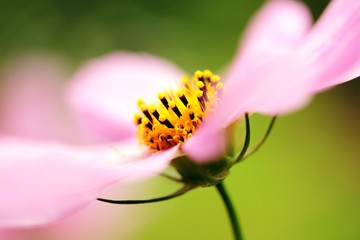 Pink Cosmos flower in the garden