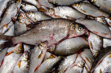 Obraz premium Fresh fish