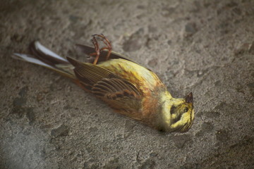 Dead yellowhammer (Emberiza citrinella) lying on the ground