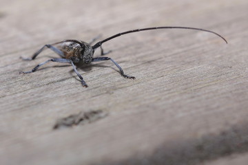 Macro of Monochamus sutor, a longhorn beetle