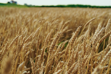colored,  gold,  growth,  plant,  nature,  rye,  sunlight,  autumn