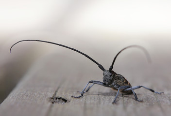 Macro of Monochamus sutor, a longhorn beetle
