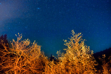 Fototapeta na wymiar Dark night sky above autumn forest