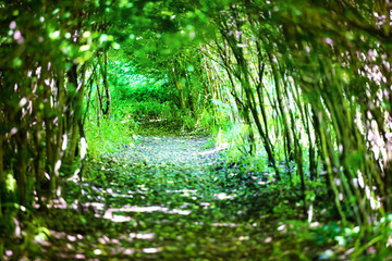 Obraz na płótnie Canvas Magical forest with path to the light