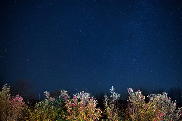 Fototapeta na wymiar Autumn forest under blue dark night sky with many stars. Space background