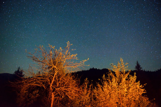 Fototapeta Dark night sky above autumn forest