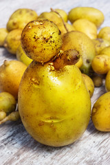 Kartoffeln, frisch geerntet, Kartoffelmann