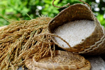 Selbstklebende Fototapeten sheaf of rice and paddy grain © xuanhuongho