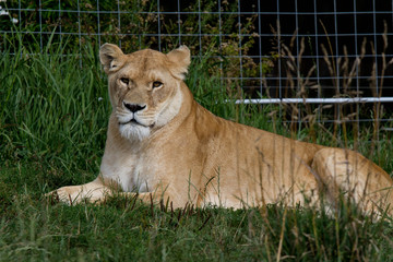 Lion