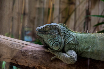 Iguane 