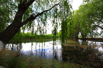 Fototapeta na wymiar Trees near the river and lake in the summer