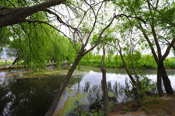 Trees near the river and lake in the summer