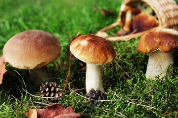 Mushroom boletus growing in the forest. Fall background