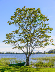 A lonely tree on the shore of Kizhi Island. Onego lake, Karelia, Russia.