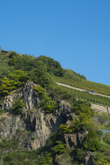 Fototapeta na wymiar Rheingau, region in Germany, vineyard