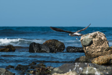 Fototapeta na wymiar Seagull flying by the sea