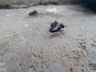 Ants 1